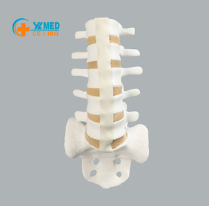 Modello in Schiuma Solida della Colonna <span class=keywords><strong>Lombare</strong></span> da L1 a Sacro, Modello Osseo Simulato per l'Insegnamento e la Formazione in Anatomia Ortopedica della Colonna Vertebrale - Product Image 1