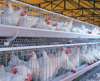 Cages à poules pondeuses neuves de 6 pieds, écologiques, imperméables et sécurisées, vente en gros