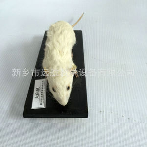 Fabricant de modèles d'animaux réalistes de haute qualité pour la maison, l'école, la recherche et l'artisanat. - Product Image 4