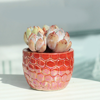Pot de fleurs circulaire OEM pour patio extérieur en forme d'écailles de poisson, coloré, pour plantes succulentes, petit et pas cher