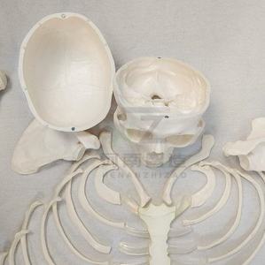 Modelo de <span class=keywords><strong>Esqueleto</strong></span> Humano Desarticulado de PVC para Enseñanza Médica - Product Image 3