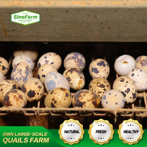 Çin ukrayna kuluçka yumurta tedarikçileri soğuk depolama Protein Jumbo boyutu tavuk yumurtası hint - Product Image 6