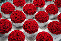 Coffret Cadeau Rose Éternelle Sous Cloche – Les Meilleures Ventes de Cadeaux Floraux – Rose Préservée Vénus pour Elle et Maman
