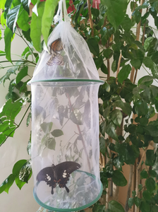 Bâtiment — cage en maille papillon, portable, transparente, pour portes, branches des insectes, pour élevage, vente directe, transportable - Product Image 5