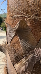 5m 6m palmiers artificiels cocotier palmier artificiel pour la décoration intérieure - Product Image 3