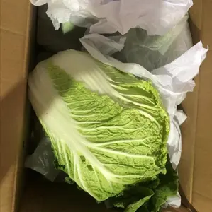 Cabbage / Fresh Vegetable Supply New Season Quality Chinese 30-40 Days Long Strip Cooking CNから1 * 20ft 25 Cm Sweet Green