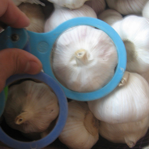 Tỏi tươi hữu cơ chất lượng cao có nguồn gốc trực tiếp từ các nhà sản xuất và xuất khẩu Trung Quốc với giá thấp - Product Image 6