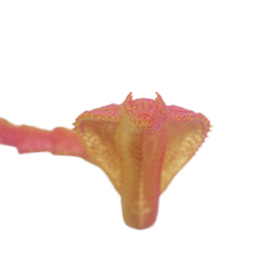 Divertido Rey Cobra Impreso en 3D de Plástico, Juguete con Forma de Celebridad de Internet, con Movimiento Libre, con Dinosaurios y Otros Animales - Product Image 1
