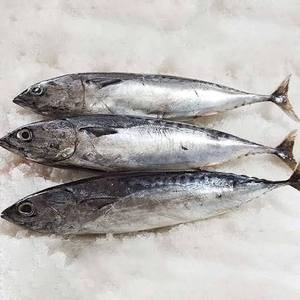 Premium Natural Wild Caught Frozen Bonito Portions Bulk Wholesale High Protein Low Carb Seafood For Food Service HoReCa Catering - Product Image 3