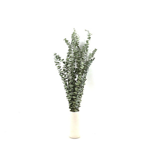 D-DF010 Naturel Véritable Fleur Sèche D'<span class=keywords><strong>eucalyptus</strong></span> globulus Feuille Préservé D'<span class=keywords><strong>eucalyptus</strong></span> pour Mariage Décoration de Fête À la Maison - Product Image 5