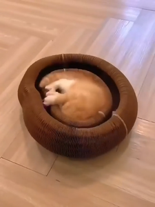 Organ ajaib penggaruk kucing dengan, mainan interaktif pokok petualangan bola untuk latihan fisik dan kucing dalam ruangan - Product Image 6