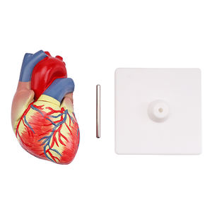 Анатомический эксперимент школы и лаборатории, 3 раза в натуральную величину, 2 части, модель человеческого сердца - Product Image 6