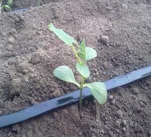 Tubo per <span class=keywords><strong>irrigazione</strong></span> 16mm nastro per <span class=keywords><strong>irrigazione</strong></span> a goccia per <span class=keywords><strong>irrigazione</strong></span> agricola - Product Image 5