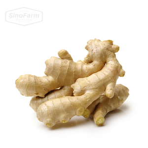 Jahe Kering Baru untuk Grosir Jahe Kering dalam Jumlah Besar Jahe Cina Segar untuk Dijual Harga Rendah - Product Image 2