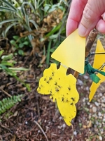 Vente directe d'usine pièges collants jaunes pièges à mouches des fruits pour les insectes volants avec différentes formes