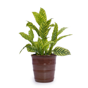 ชุดกระถางดอกไม้เซรามิกเคลือบเงาทำมือ ขนาดเส้นผ่านศูนย์กลาง 16/13/10 นิ้ว ลายริ้วแนวนอน สำหรับปลูกต้นมอนสเตอร่าและต้นเฟิร์ลีฟฟิก - Product Image 6