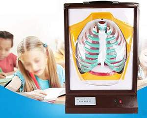 Sistema respiratorio humano modelo anatómico dinámico eléctrico 3D modelo de enseñanza biológica modelo de sistema respiratorio pulmonar - Product Image 4