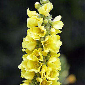 Gran oferta, bolsa de té de hojas de Mullein, inmunidad de garganta clara, mejora de té de hierbas naturales puro, antioxidante apto para adultos sin OGM - Product Image 3