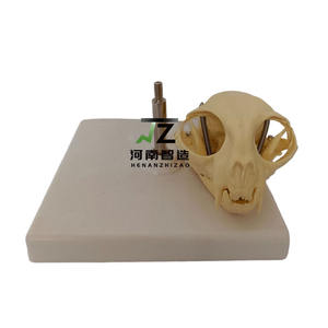 Fournitures éducatives, modèle d'enseignement de crâne de chat en plastique anatomique médical, peint à la main, sculpté avec soin - Product Image 4