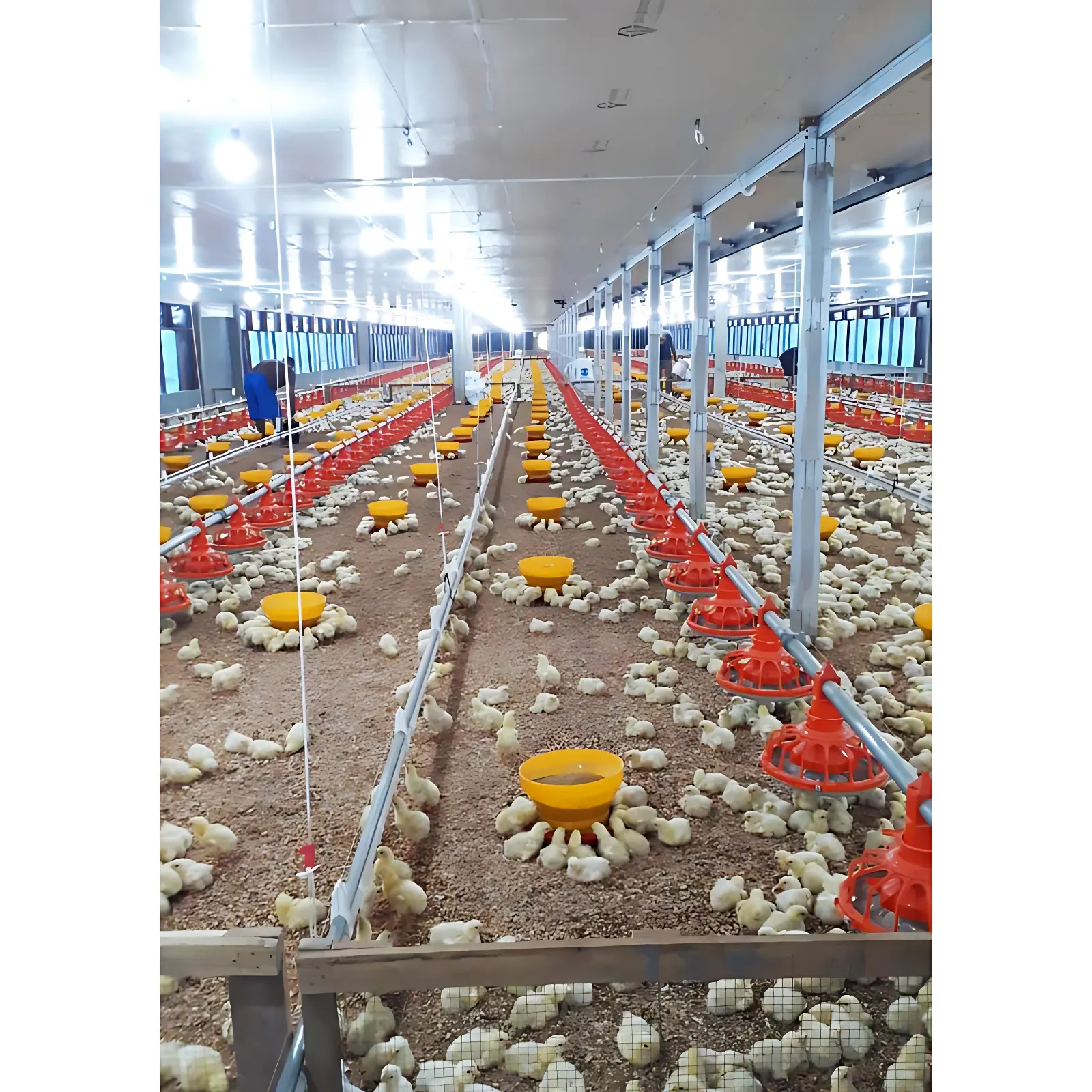 Otomatik kümes hayvanları tarım ekipmanı Broiler tavuk üreticileri yükselterek