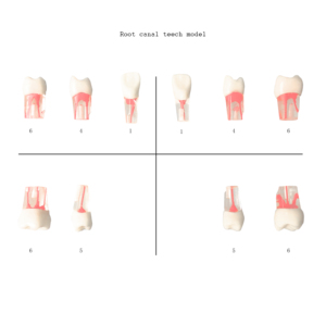 Pratica dentale utilizzando il modello di dente per il trattamento endodontico Root Ca <span class=keywords><strong>nal</strong></span> - Product Image 2