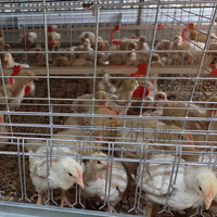 Équipement avicole entièrement automatique pour 40 000 oiseaux, cages d'alimentation pour l'élevage de poulets de chair, système de batterie de cages en H pour poules pondeuses