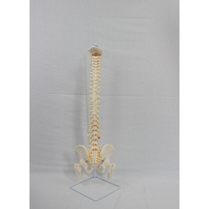 نموذج هيكل عظمي بشري بالحجم الطبيعي من DARHMMY مصنوع من البولي فينيل كلوريد مع عظم القصبة الخلفية ونظام الأوعية الدموية والعمود الفقري والحوض والعظم الفخذي والأعصاب الظهرية - Product Image 4
