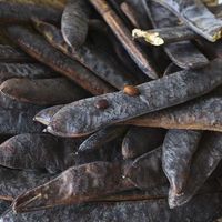 2117 Zao Jiao Vente en gros de Gleditsia Sinensis brute séchée AD, graines de locustes à miel entières et volumineuses