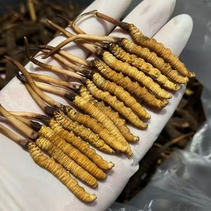 <span class=keywords><strong>Cordyceps</strong></span> Militaris Liar Berkembang Buah, <span class=keywords><strong>Cordyceps</strong></span> Sinensis <span class=keywords><strong>Cordyceps</strong></span> 1 kg - Product Image 3