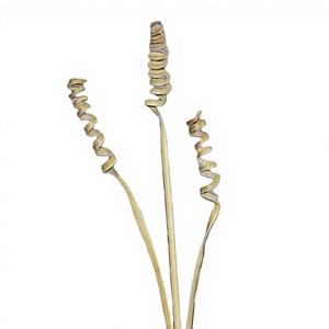 ดอกไม้แห้งอินเดียทำมือ เป็นมิตรกับสิ่งแวดล้อม ใช้งานได้นาน สำหรับตกแต่งบ้าน ทำจากดอกไม้แห้ง - Product Image 1