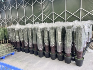 Nhà Máy Bán Buôn 115Cm Nhân Tạo Cycad Cao Sago Cây Cọ Cho Đám Cưới Nhà Văn Phòng Trang Trí - Product Image 5