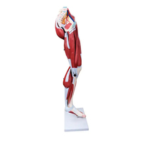 Modèle de jambe musculaire du membre inférieur humain grandeur nature Modèle d'anatomie du système nerveux moteur Exercice de rééducation des os de la jambe