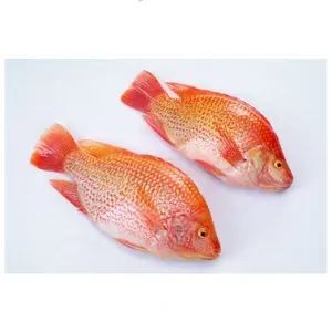 Frozen Whole Round Chilled Red Tilapia On Sale