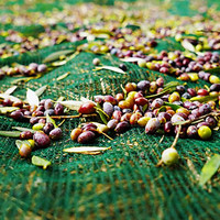 Kas Donkergroene Olijf Netto Oogstcollectie Mesh