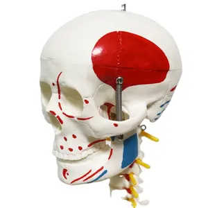 FRT010 esnek insan anatomik modeli 85cm asılı yarım yan kas iskelet modeli çalışma fonksiyonu anatomi modeli
