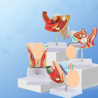 Modelo de Educación de Salud Sexual Simulador de anatomía médica Ayuda de entrenamiento de genitales para enfermeras Modelo de Sistema Reproductivo Humano