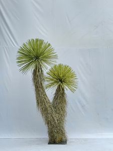 <span class=keywords><strong>Yucca</strong></span> <span class=keywords><strong>rostrata</strong></span> หุ่นไล่กาต้นไม้ทะเลทรายสัมผัสจริงสำหรับโรงแรมห้างสรรพสินค้าการตกแต่งภูมิทัศน์ - Product Image 6