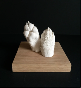 <span class=keywords><strong>2022</strong></span> Nouveaux produits de tendance Kit de coulée de patte 3D pour animaux de compagnie avec poudre de plâtre et poudre d'alginate - Product Image 2
