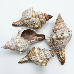 Conchas de Caracol Pintadas con Motivos Náuticos para Decoración del Hogar y Manualidades - Concha Natural de Vietnam Sra. Beatrix - Product Image 1