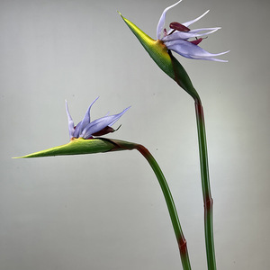 BF-BP03 Bloom Floral, <span class=keywords><strong>Flores</strong></span> Tropicales Artificiales <span class=keywords><strong>de</strong></span> Alta Calidad <span class=keywords><strong>de</strong></span> 85 cm, PVC Suave, Flor <span class=keywords><strong>de</strong></span> Ave del Paraíso Artificial con Tacto Real - Product Image 3