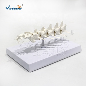 Modelo de Columna Vertebral Canina, <span class=keywords><strong>Esqueleto</strong></span> de <span class=keywords><strong>Perro</strong></span>, <span class=keywords><strong>Esqueleto</strong></span> Animal, <span class=keywords><strong>Esqueleto</strong></span> Canino, Enseñanza de Zootecnia, Columna Lumbar Canina - Product Image 2