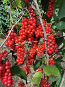 Trà thảo dược Hoang Dã trái cây sấy khô tự nhiên Schisandra chinensis - Product Image 4