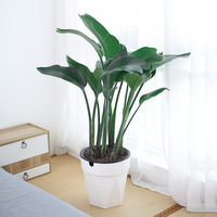 Meixuan Grand pot de fleurs auto-arrosant et respirant pour personnes paresseuses, blanc, sur pied, en résine PP, minimaliste