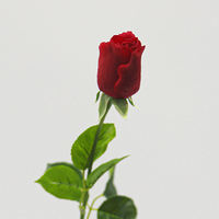 Roses artificielles à toucher réel, branche unique, petites têtes, pour décoration intérieure, arrangements floraux, remise de diplôme, Pâques, rentrée scolaire
