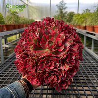 GNX Aeonium Pink Witch Variegated Cluster Sukulen Hiasan Bunga untuk Dekorasi Rumah dan Taman