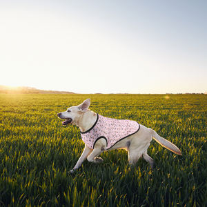 カスタムパターンペットセットカラーリード & プーバッグホルダー犬布犬バンダナと安全リードと一致するプル犬ハーネスベストなし - Product Image 6