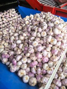 Ajo Blanco Normal de Nueva Temporada 4.5cm Bawang Ajo Fresco de la Mejor Calidad de Granja - Product Image 1