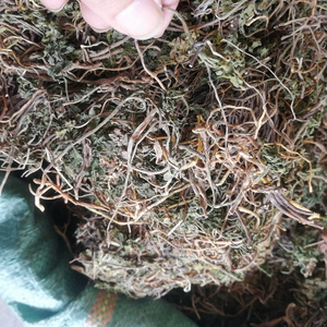 <span class=keywords><strong>Yi</strong></span> Duo <span class=keywords><strong>Yun</strong></span> Plantes entières de Sceptridium Ternatum séchées aux herbes originales à vendre - Product Image 4