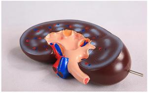 Modelo anatómico de riñón de enseñanza, sistema urinario, anatomía, modelo de riñón humano, modelo anatómico de riñón de plástico humano - Product Image 5