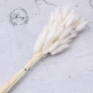 Fleur décorative queue de lapin séchée naturelle, herbe de lagus Ovatus, fleur de Pampas séchée - Product Image 2